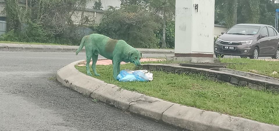 Un cane verde