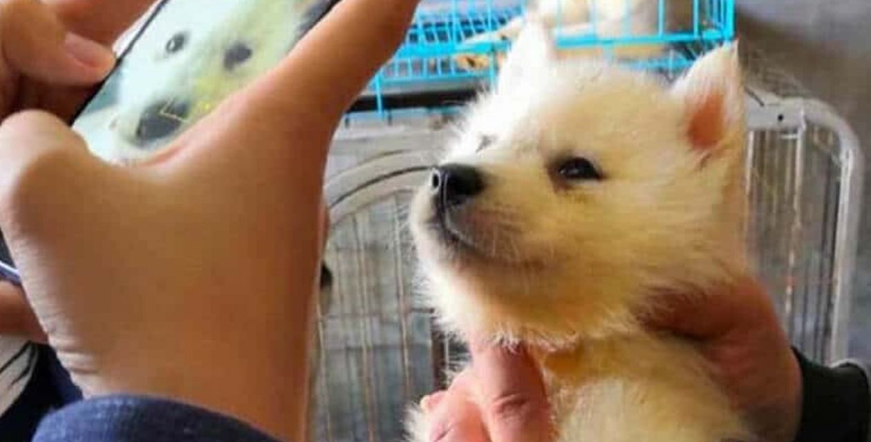 Ecco cosa succederà ai cani in Cina. La notizia è di poche ore fa