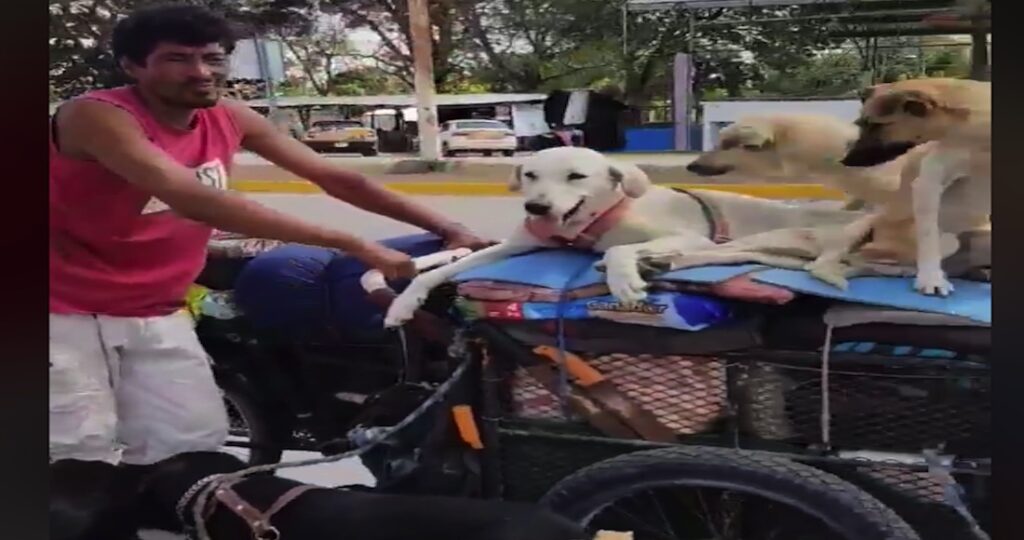 Uomo che aiuta cani randagi