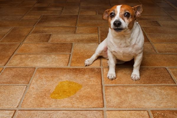 cane che ha fatto pipì su pavimento