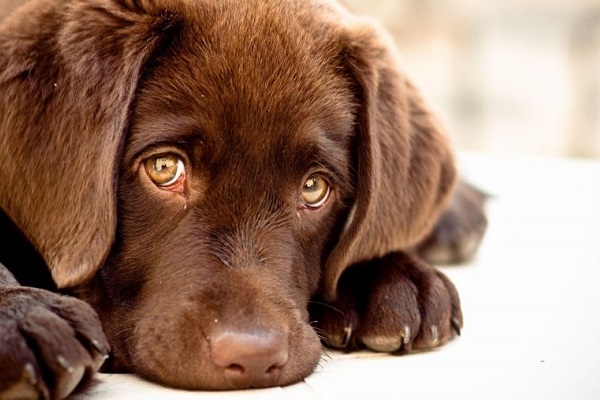 cucciolo di cane labrador