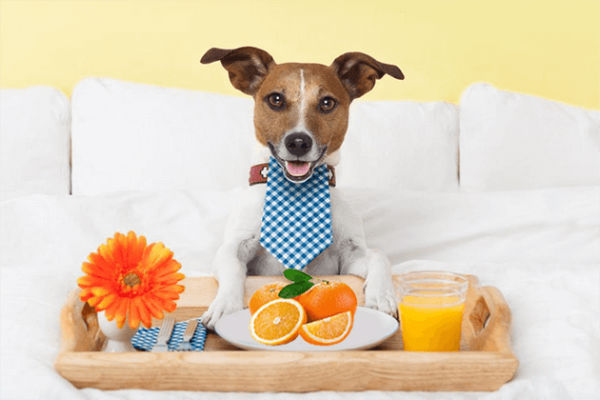 Vitamina C per cani