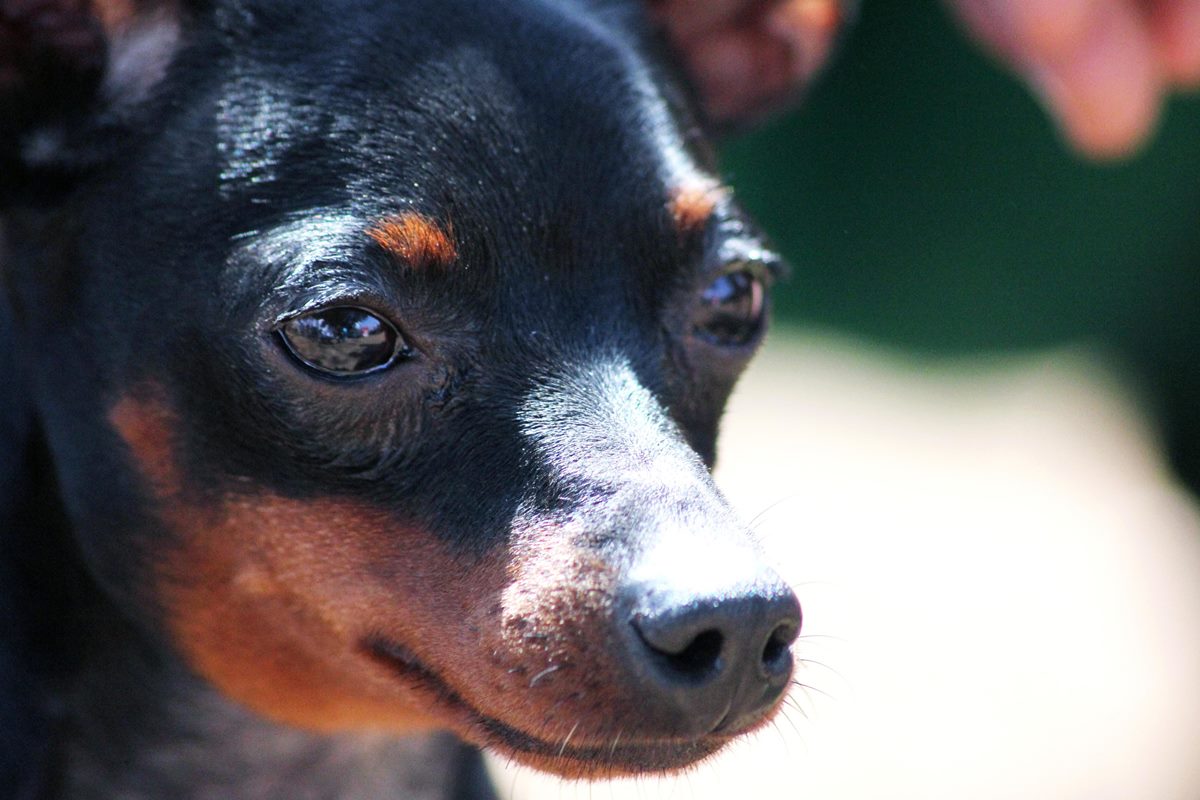 pinscher nero e focato