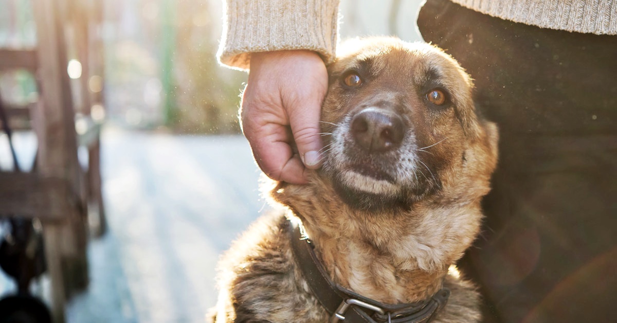 Come addestrare un cane da salvataggio