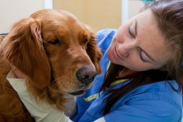 cane e veterinario