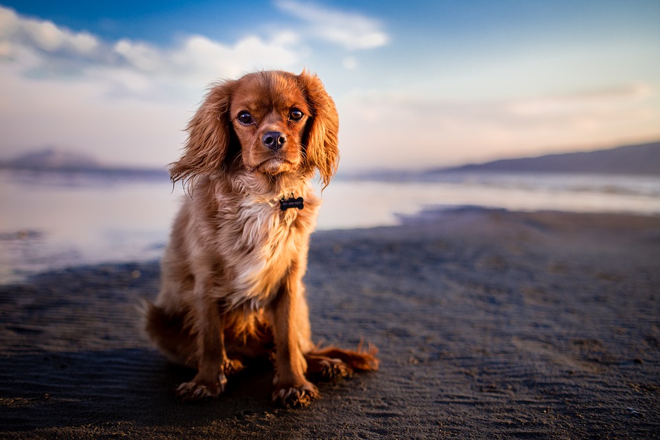 I cani sentono i peli sui loro occhi o non gli danno fastidio?