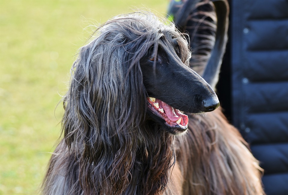 Razze di cani asiatiche: famose e non, ecco quali sono