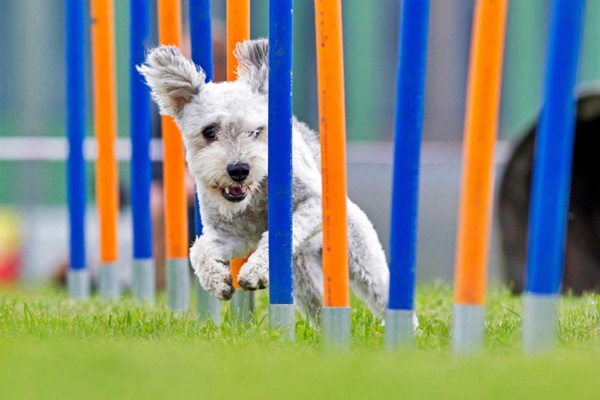 cane corre tra i paletti