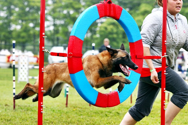 cane salta in un cerchio