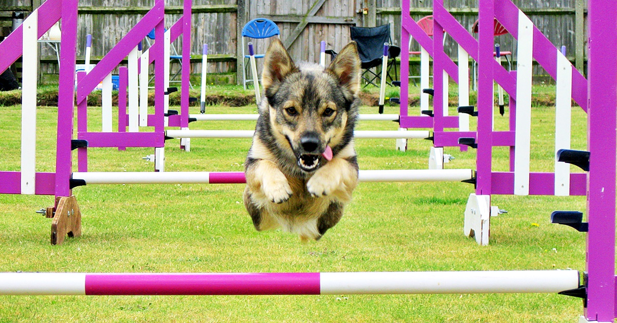 Come insegnare al cane a fare uno spettacolo divertente