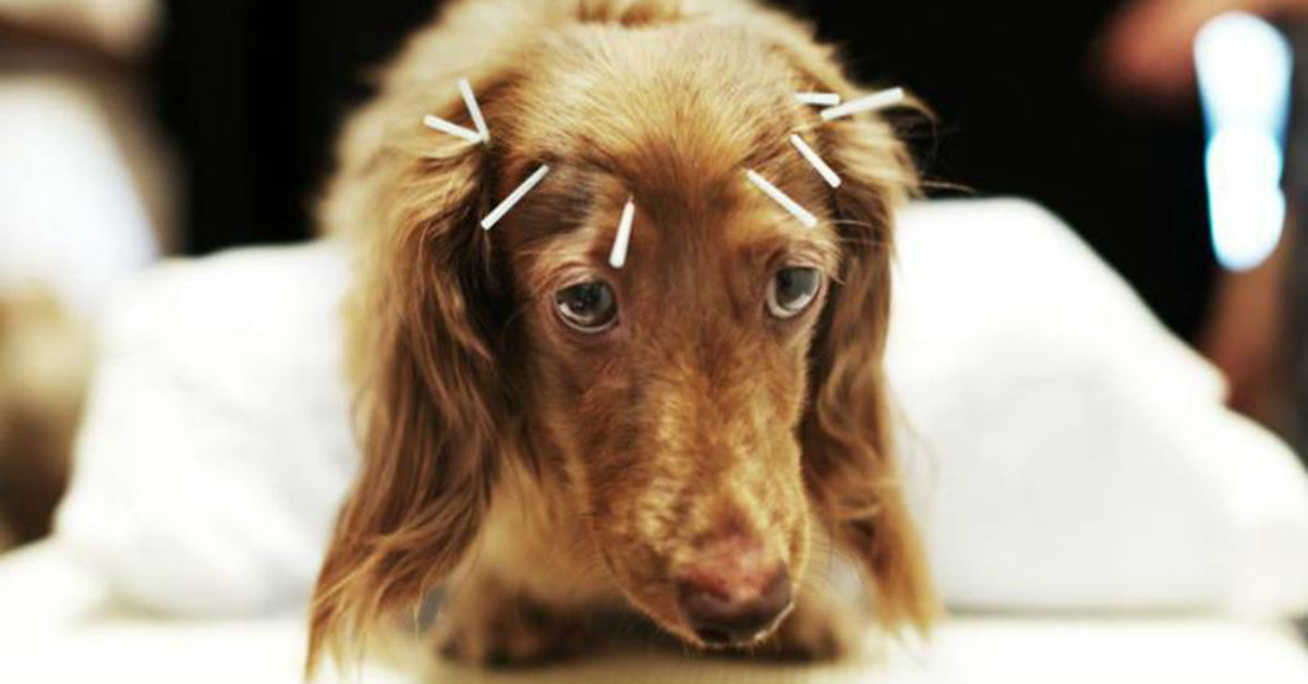Agopuntura per il cane: come funziona? Serve davvero?
