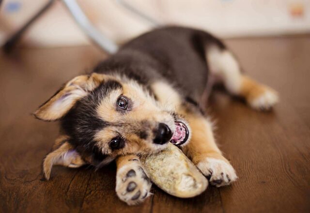 Alimenti che fanno bene ai denti dei cani: ecco quali sono