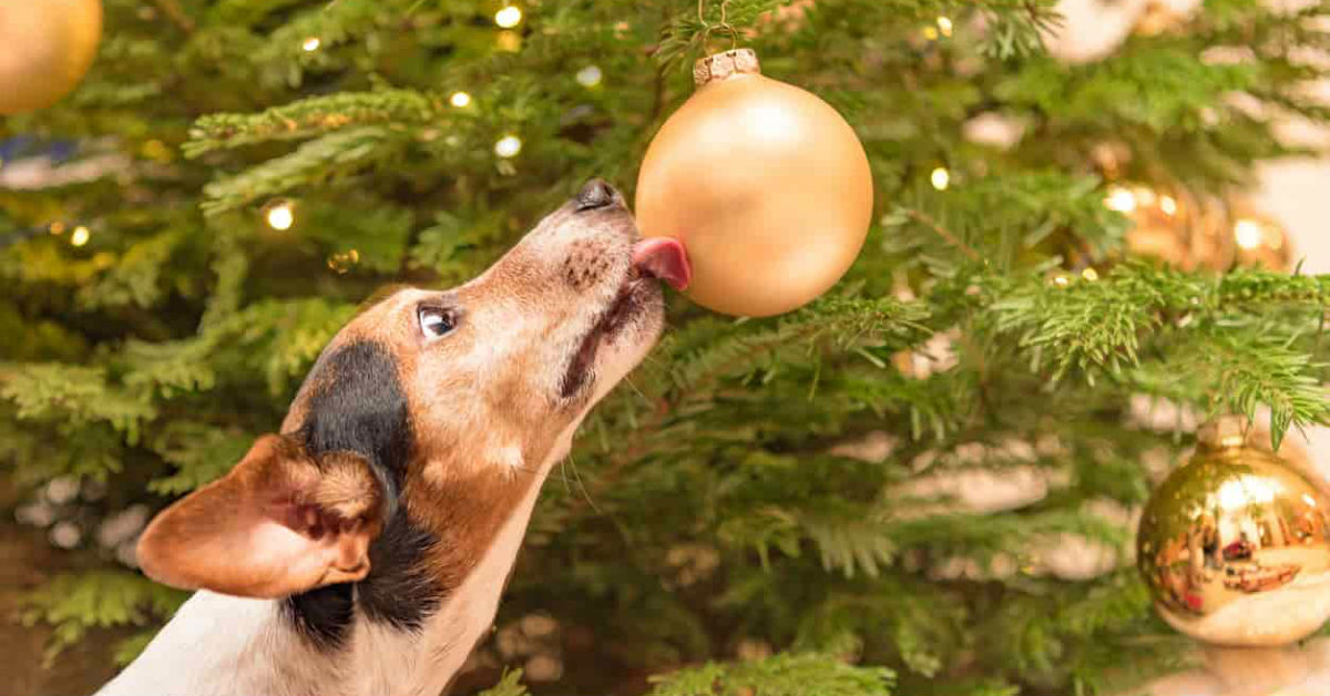 Alimenti natalizi da non dare al cane: quali sono e perché evitarli