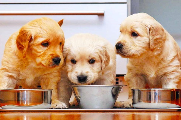 tre cuccioli che mangiano