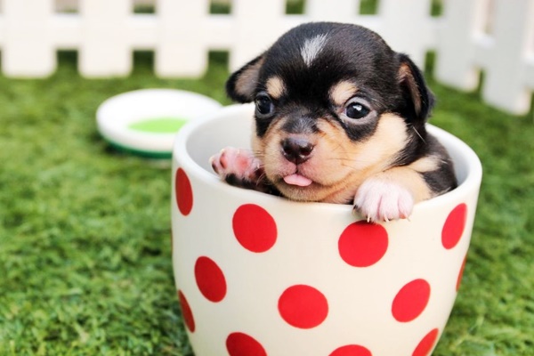 piccolo cucciolo dentro una tazza