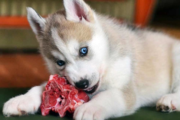 cucciolo di husky