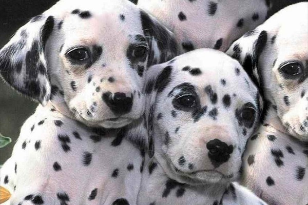 cuccioli di cane dalmata