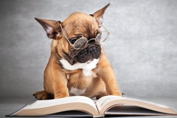 cane con occhiali e libro