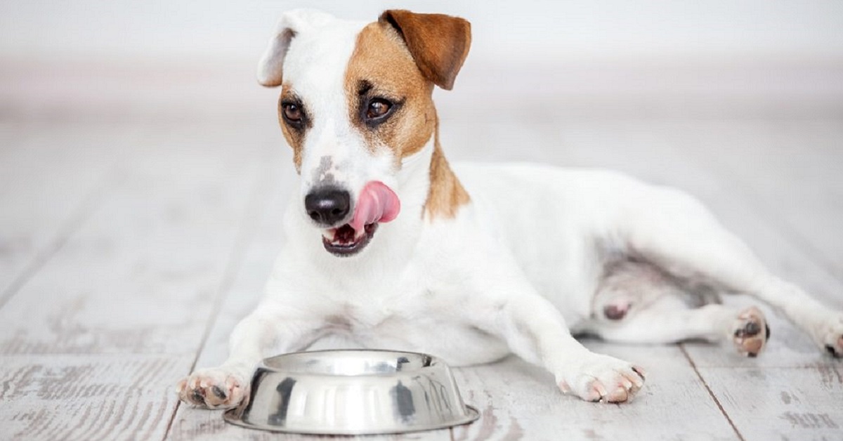 Allontanare le mosche dal cibo per cani: ecco come fare