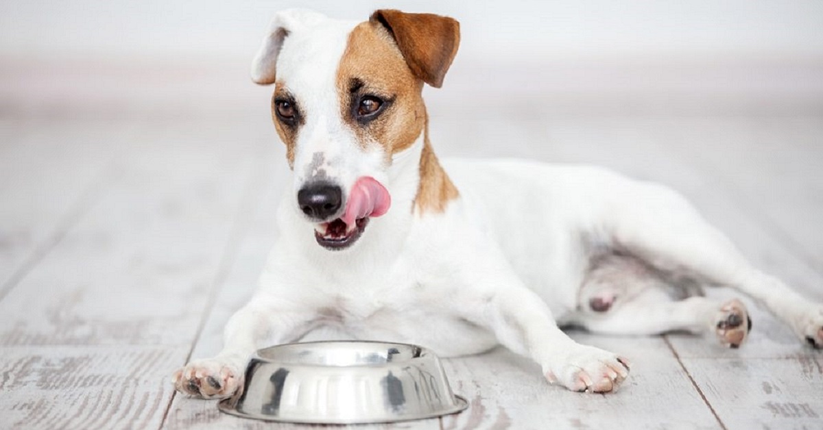 Allontanare le mosche dal cibo per cani: ecco come fare