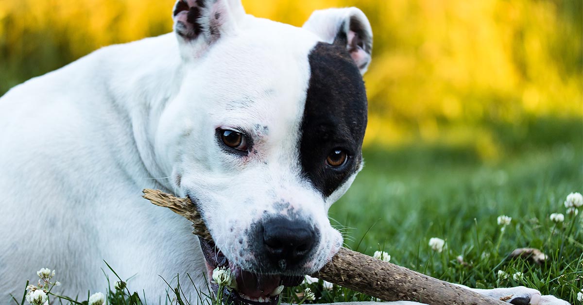 Cani che masticano tutto: ecco i quattro zampe masticatori seriali