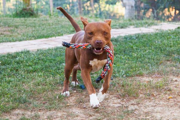 cani per padroni sportivi