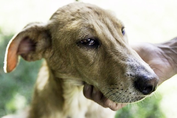 cane anemico