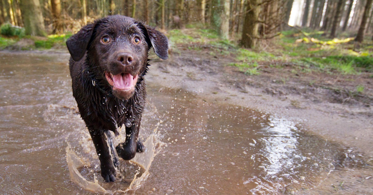 Ancilostomiasi nel cane: cause, sintomi e trattamento