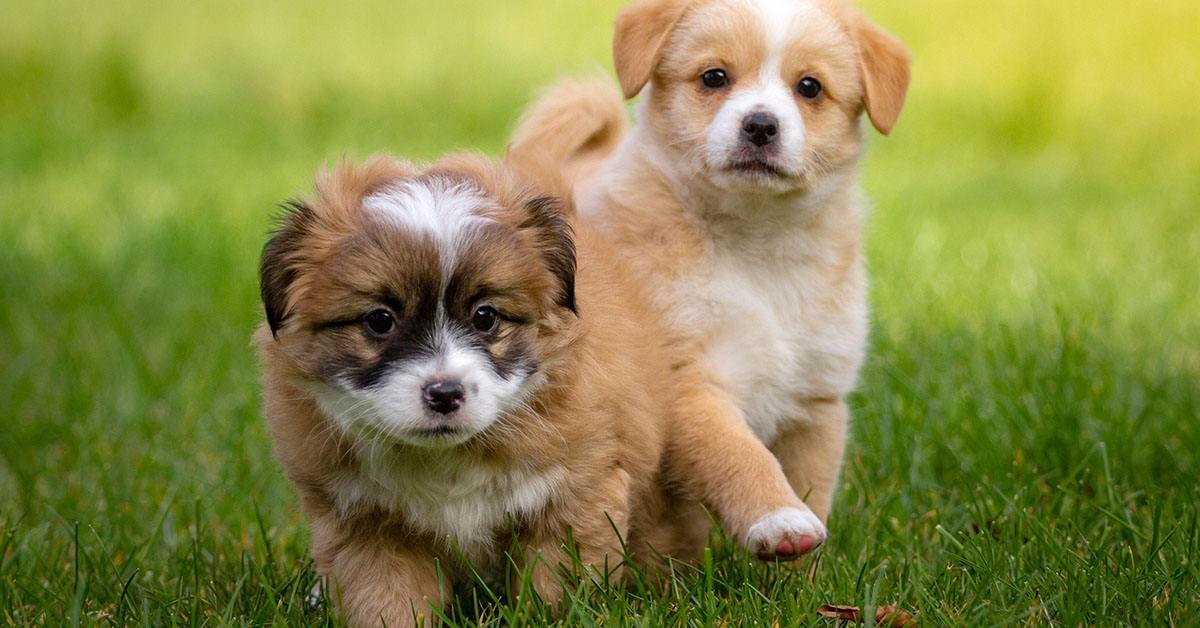 Cinque fantastici trucchi da insegnare al cane