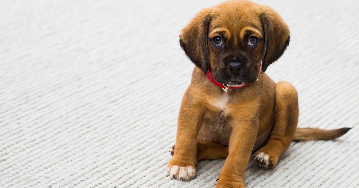 Cani e dolore: come ne sono influenzati e come cambiano