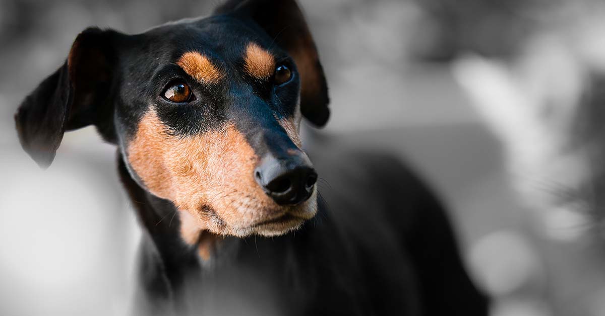 Quando non pronunciare il nome del cane e perché?