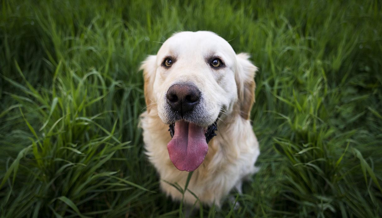 Come fa il cane a decidere dove fare la pipì?