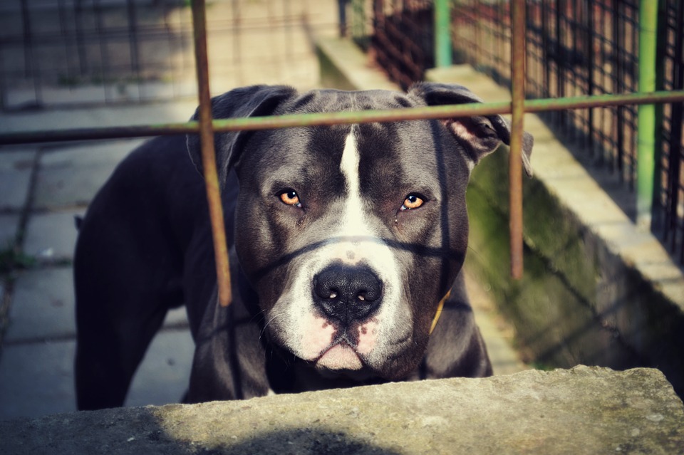 Razze di cani abbandonati spesso: chi si trova nei rifugi (e nei canili)