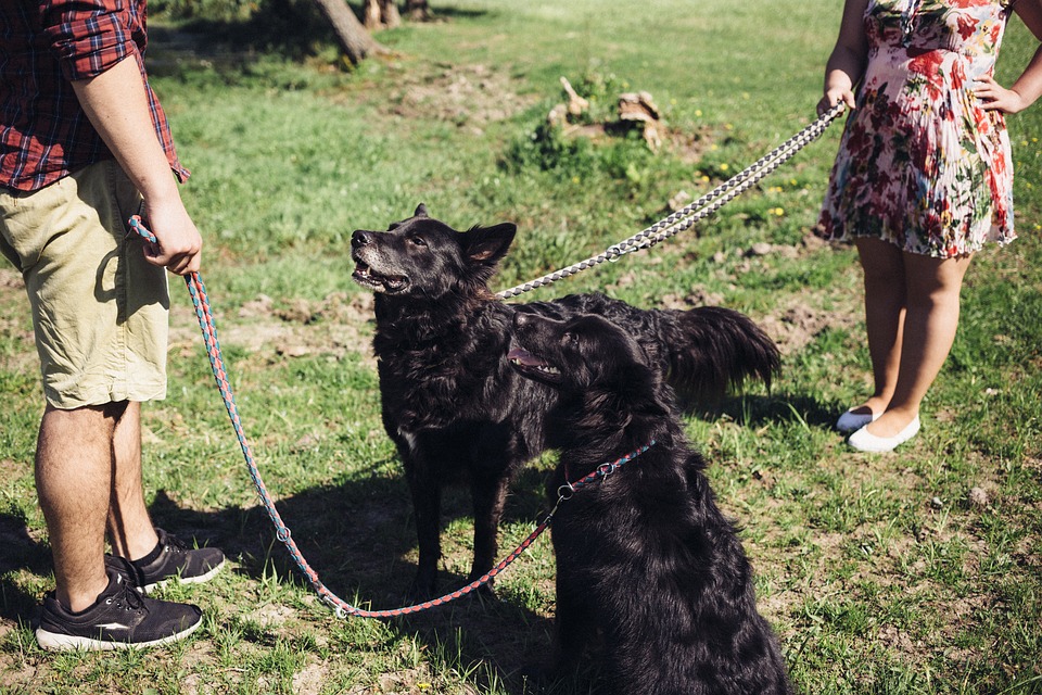 I cani sono monogami? Ecco tutta la verità