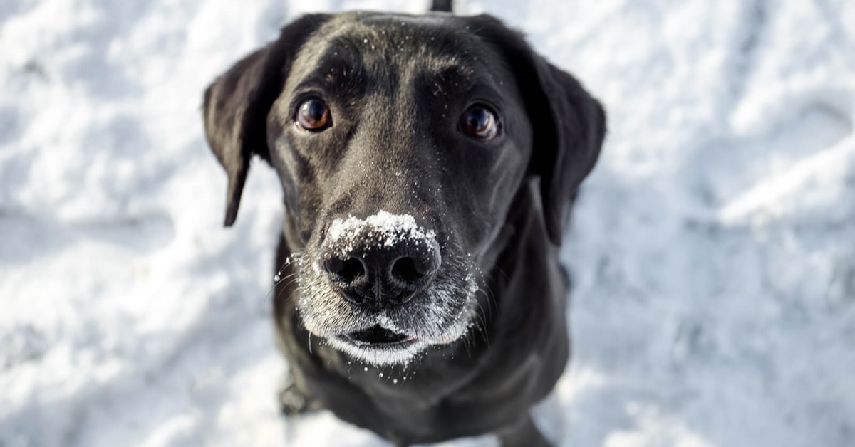 Artrite nel cane in inverno: 7 modi per alleviare il dolore