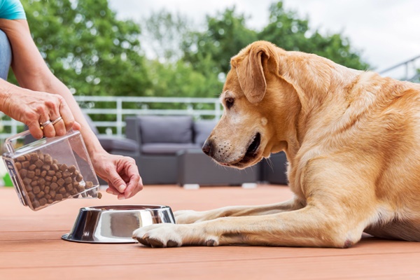 dare croccantini al cane