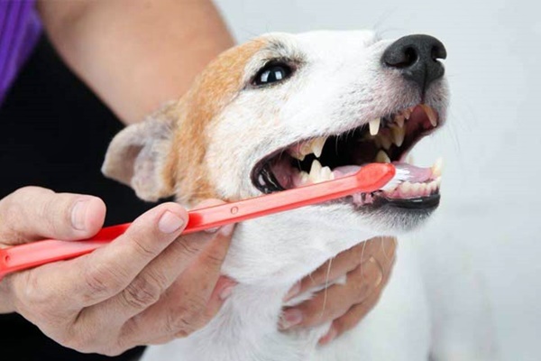 igiene dentale del cane