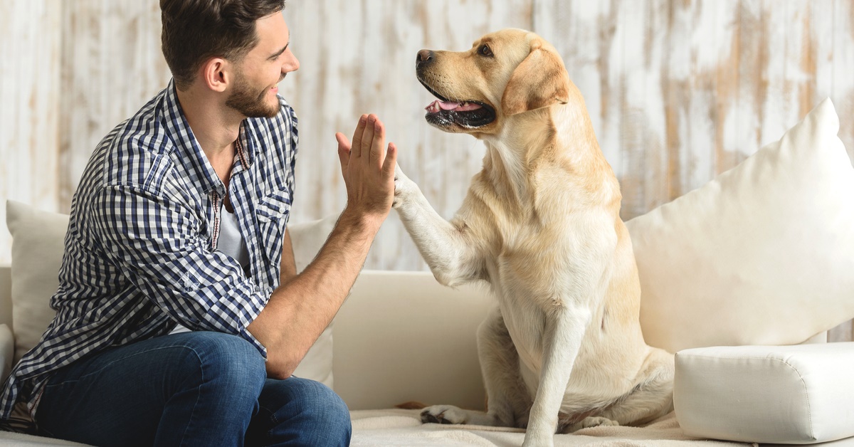 Attenzioni per il cane che dimentichiamo: 8 cose trascurate