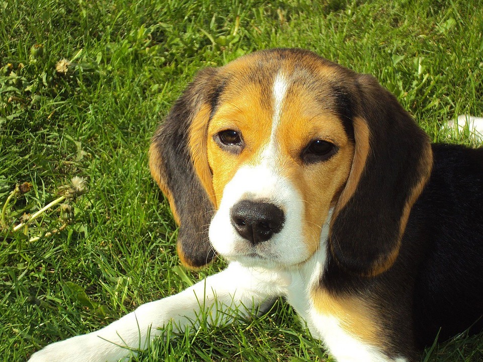 Razze di cani abbandonati spesso: chi si trova nei rifugi (e nei canili)