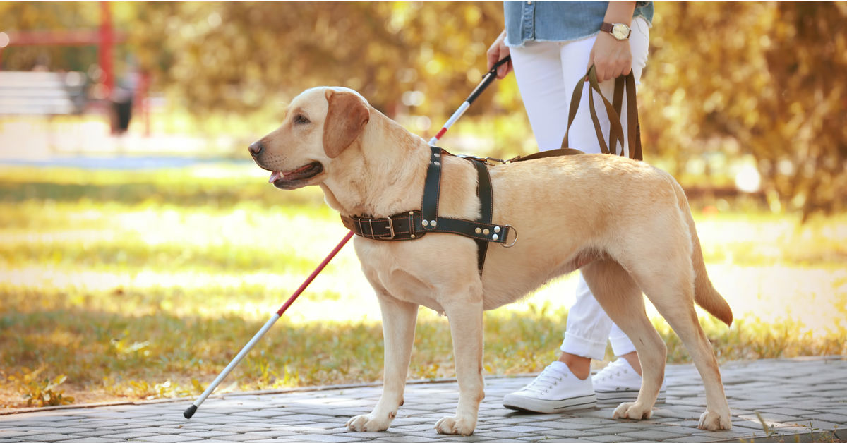 Benefici del cane guida: tutto quello che può fare Fido
