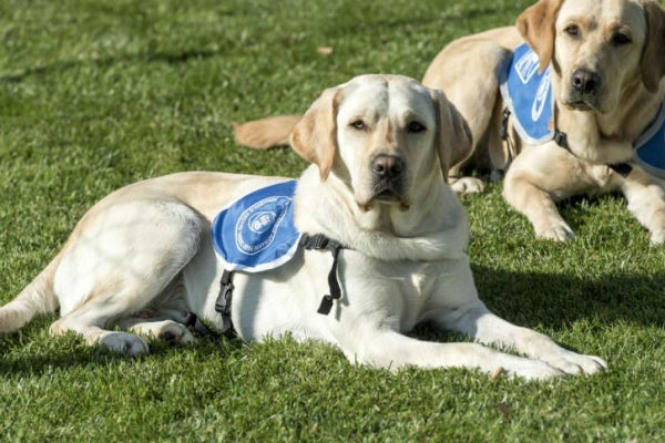 cane coricato