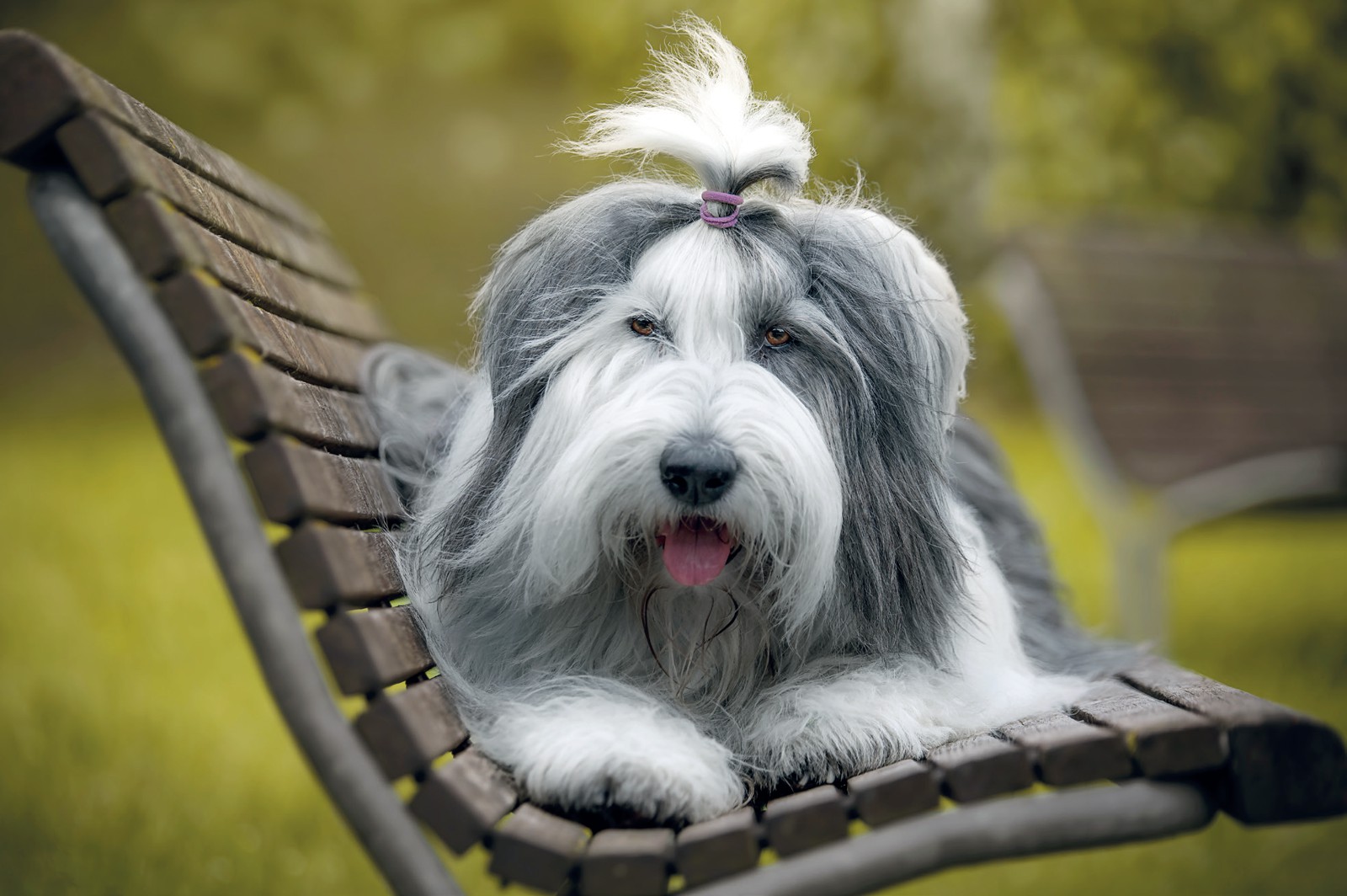 cane Bobtail accucciato su panchina in legno