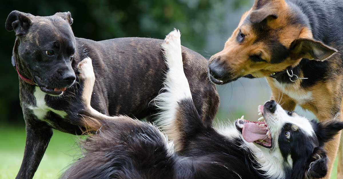 Cani sui 30 kg: quali sono?