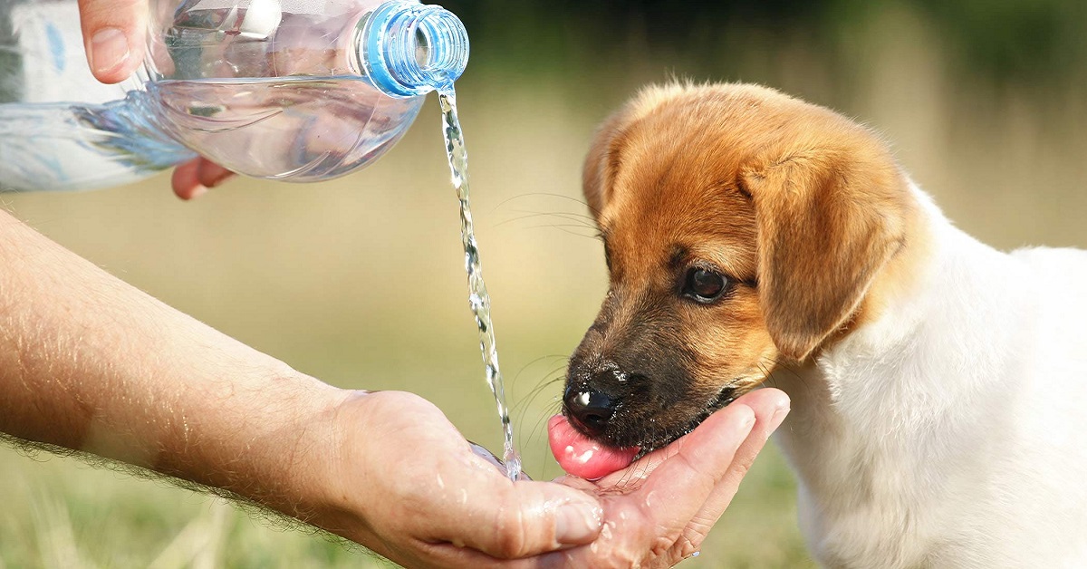 A che serve la bottiglia portatile per cani?