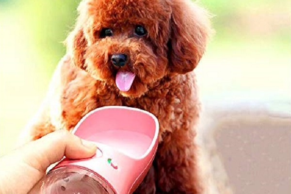 barboncino che beve da bottiglia portatile per cani 