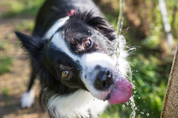 cane che beve