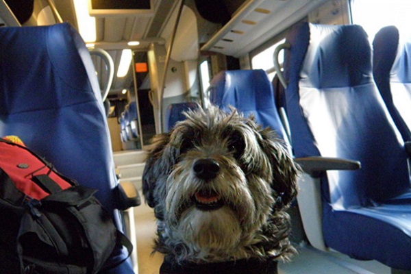 cane in cabina aereo