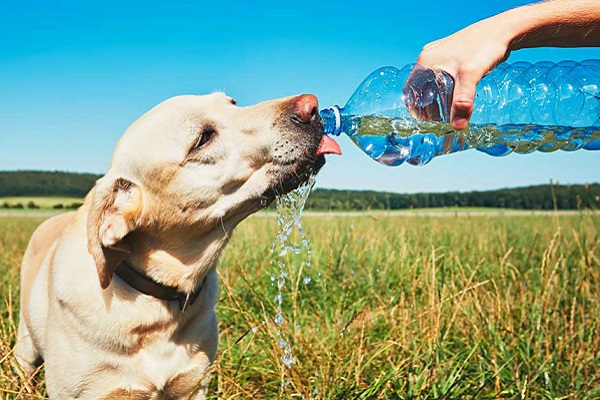 cane in campagna 