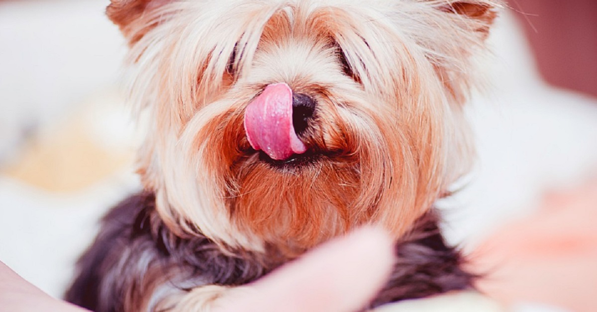 Brodo di ossa e zenzero per cani: la ricetta che Fido adorerà