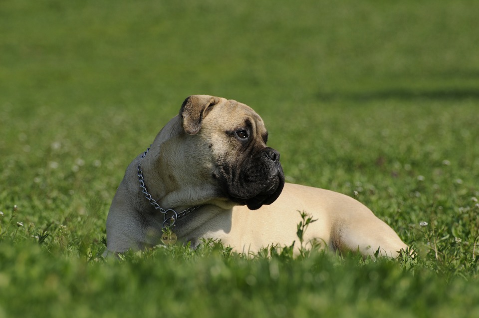 cane Bullmastiff